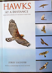 hawks distance bird another