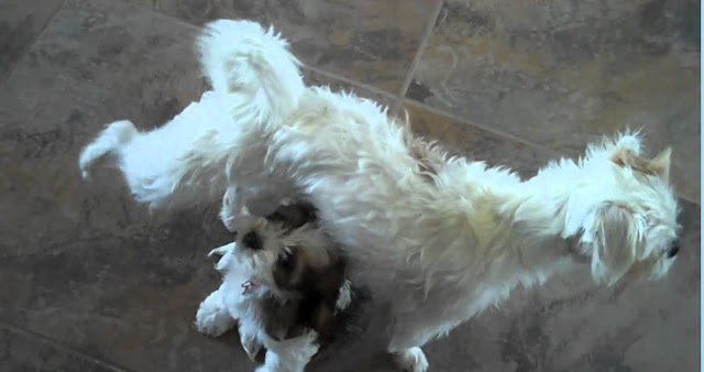 Aprenda a Ensinar o seu Shih tzu a fazer Xixi e Cocô no Lugar Certo – Em apenas 2 Semanas