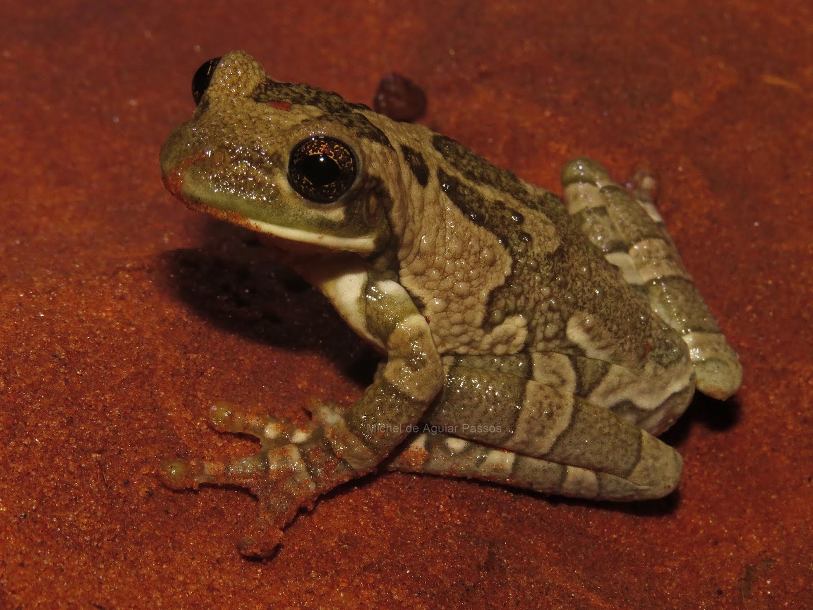 Herpetolife (Inicio) Trachycephalus typhonius (Linnaeus, 1758)