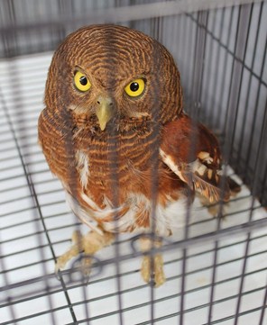  Anak Burung Hantu  Javan Owlet