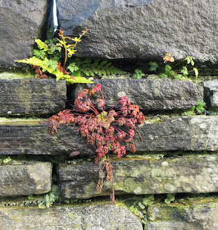 LOOSE AND LEAFY IN HALIFAX