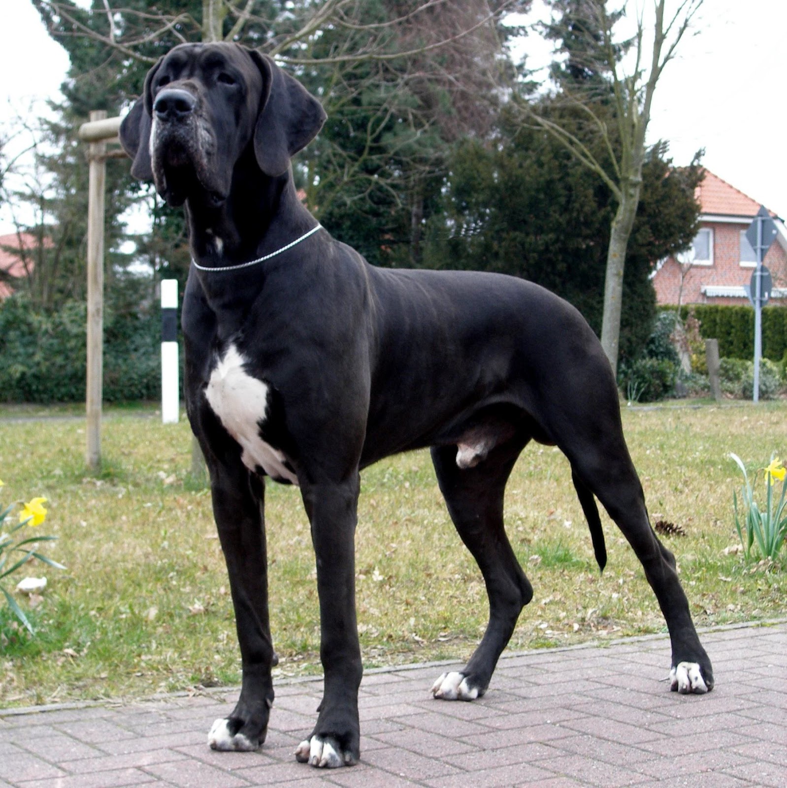 Cute Dogs: Black great Danes