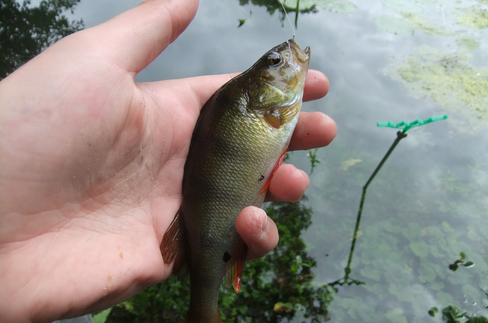 Yorkshire Fly Fisher Hitting it Wrong