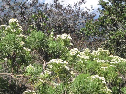  Edelweiss  Jawa  Tanaman Bunga  Pegunungan yang Terancam 
