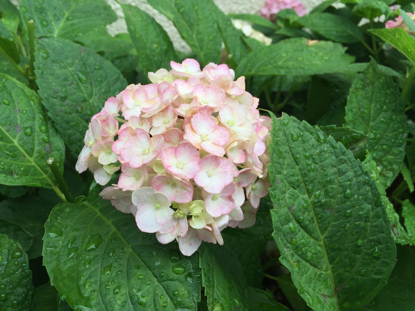 Hydrangea Kawakamii Care And Culture Travaldo S Blog