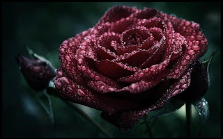 Black rose image