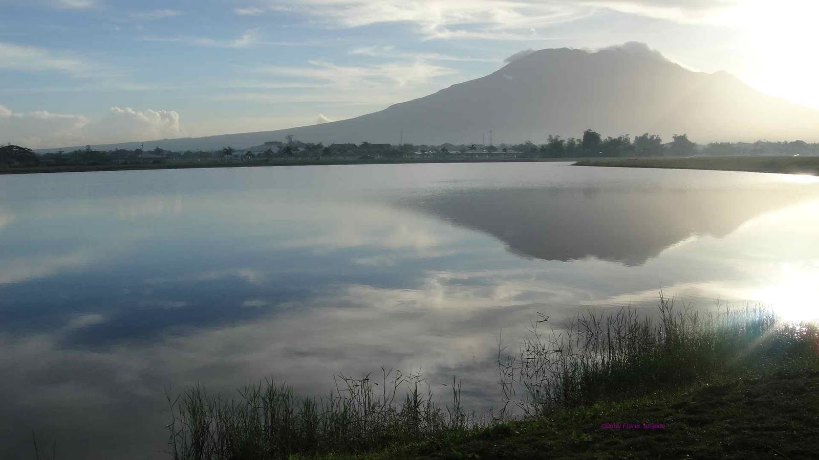 Day's verse tree Mt. Isarog