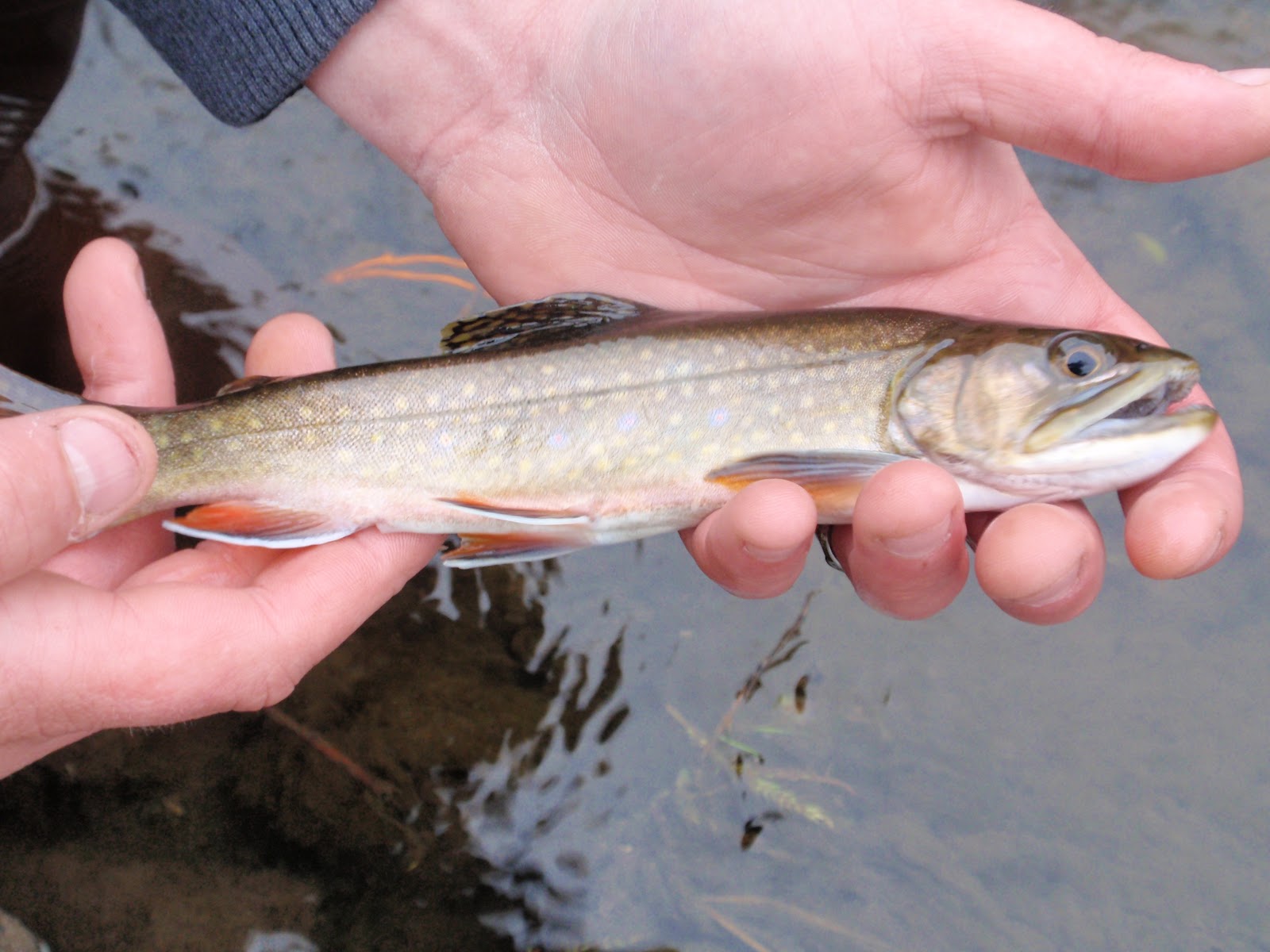 Illinois Wisconsin Fishing Early Season Closes On A Good Hatch!