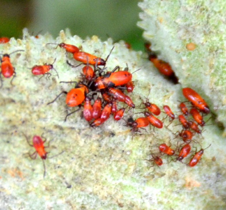 palemaleirregulars-what-are-those-milkweed-red-bug-nymphs