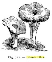 Girolle, Chanterelle, Agaricus cantharellus