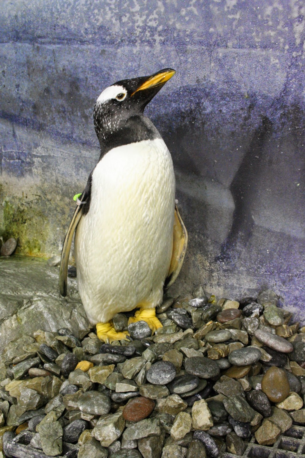Emperor Penguin Dive Photos