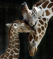 girafa e filhote