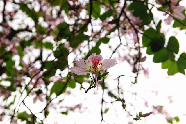 [Image: Hoa-sua-hoa-ban-no-trang-troi-Ha-Noi-9.jpg]