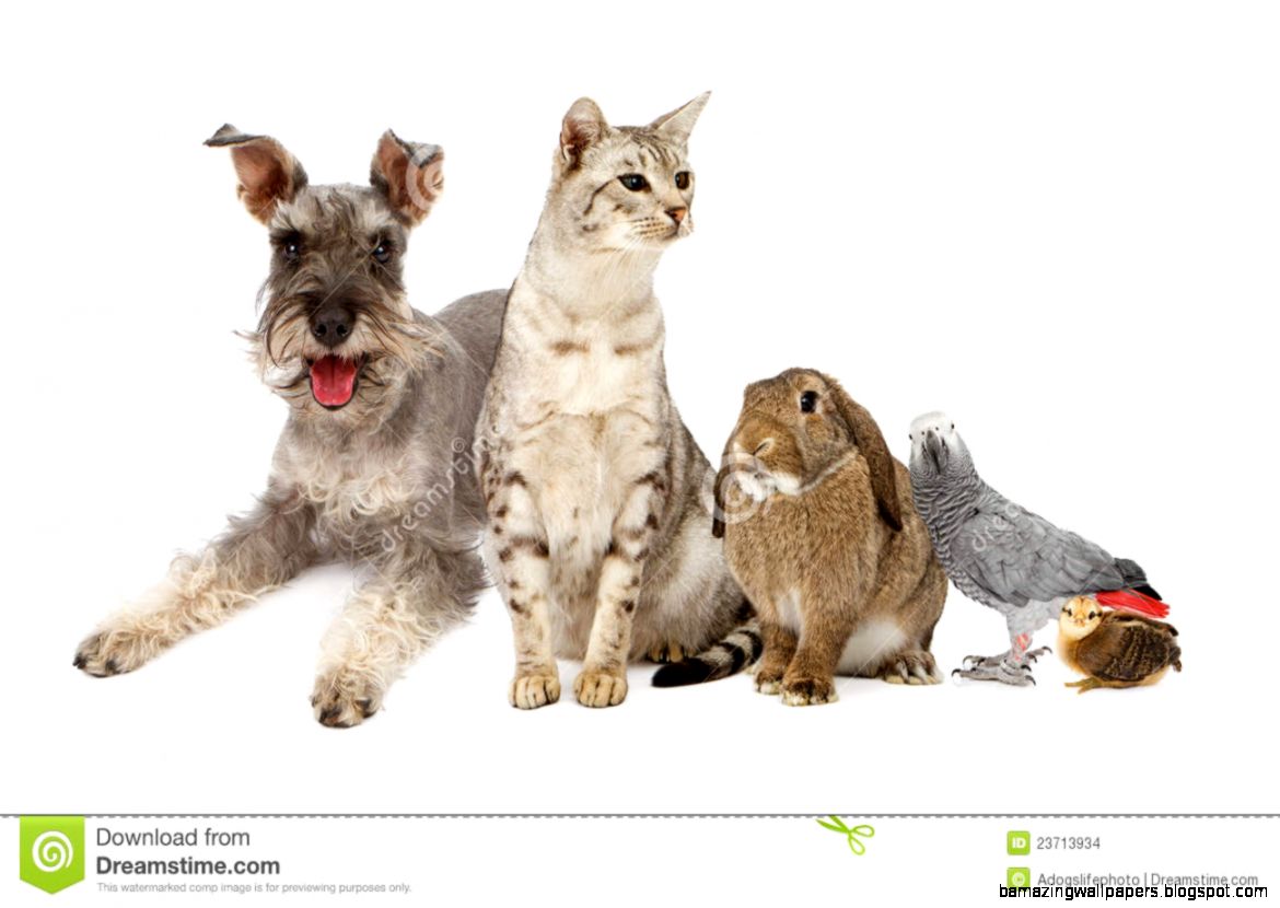 Domestic Pets Amazing Wallpapers