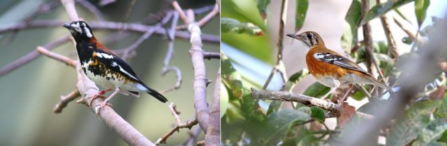 Burung Anis Kembang Ciri Ciri Anis Kembang Jantan Dan Betinanya