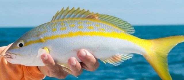 Budidaya Ikan Ekor Kuning di KJA dan Tambak