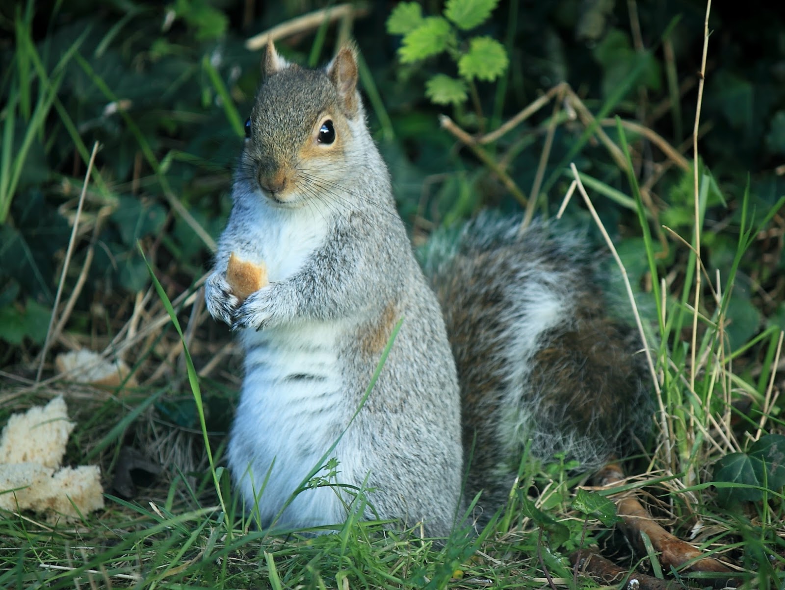 Friends Aboard NB Tacet Squirrels At The Fat Balls