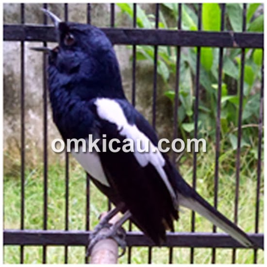 Harga Sangkar Burung Kacer Ebod Jaya Pilihlah B