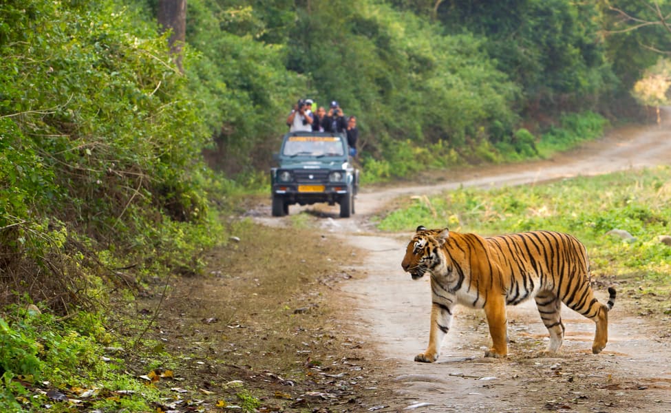 jungle tour in india