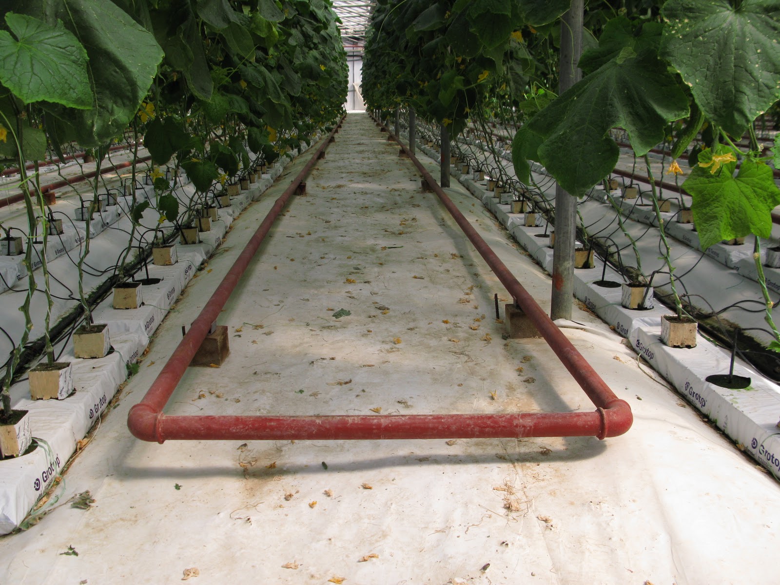 Hydroponic greenhouse systems hydroponics system garden