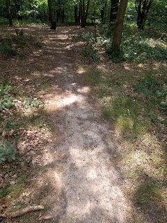 Floor litter gets more powdered the more well trodden the path Well used woodland path