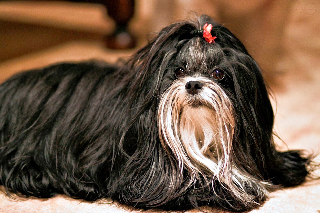 Poodle Crossbreed Pets