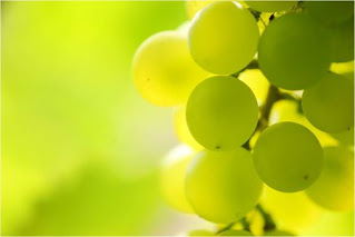 Grapes in a grape vine