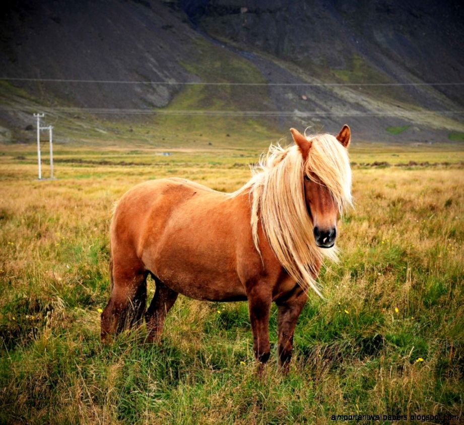 Icelandic Horses  ThorpeWood