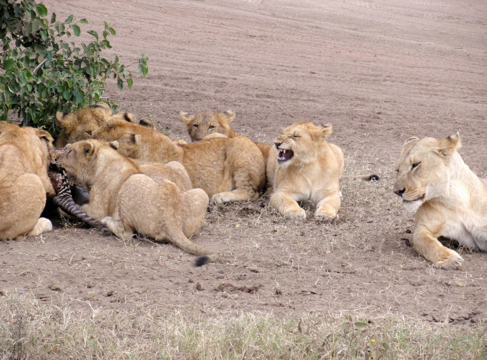 Tanzania-Safari-Animals