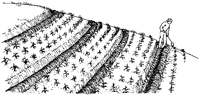 Have Fun Class: ORCHARD GARDENING
