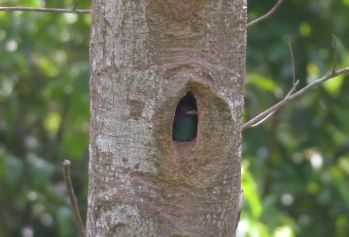 Mengenal Habitat Asli Dan Tempat Sarang Burung Tengkek Buto Di