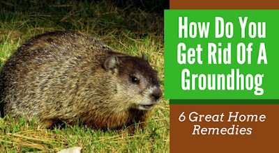 How-Do-You-Get-Rid-Of-A-Groundhog.png