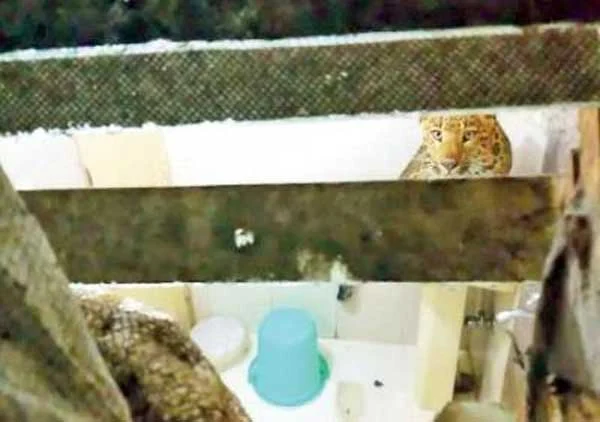 Leopard walks into Nainital hotel room, breaks glass, creates panic, Coupels, Holidays, Sumuth Rathore, Shivani, Bear, Tourists, Bathroom, National.