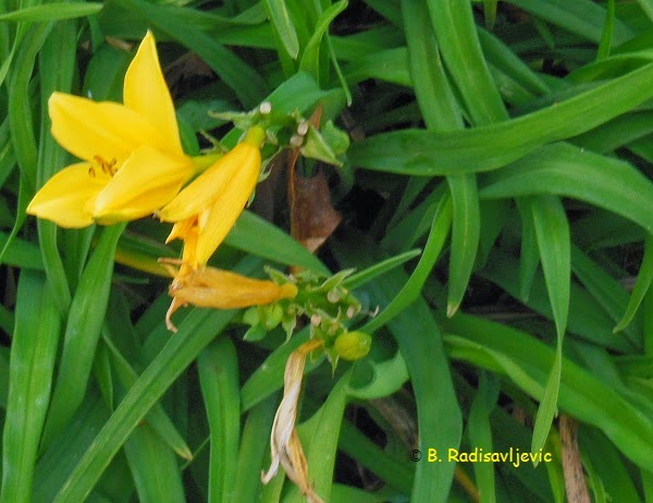 What Blooms in December in Paso Robles?