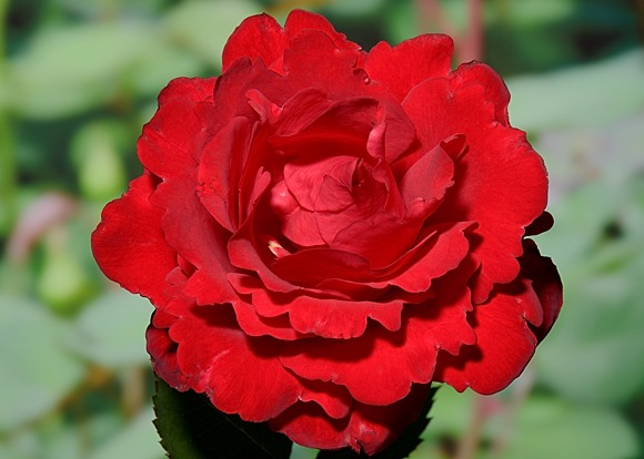 Traumfrau rose сорт розы  