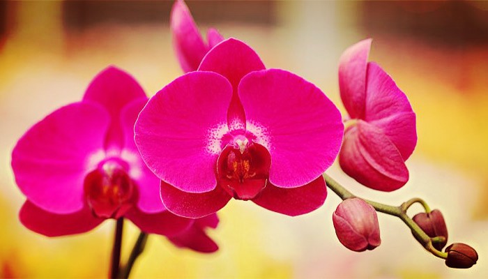 Plantas de orquideas