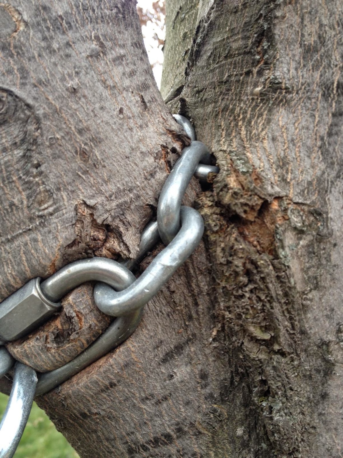 20 FASCINATING IMAGES OF TREES GROWING DESPITE OBJECTS IN THEIR WAY ...