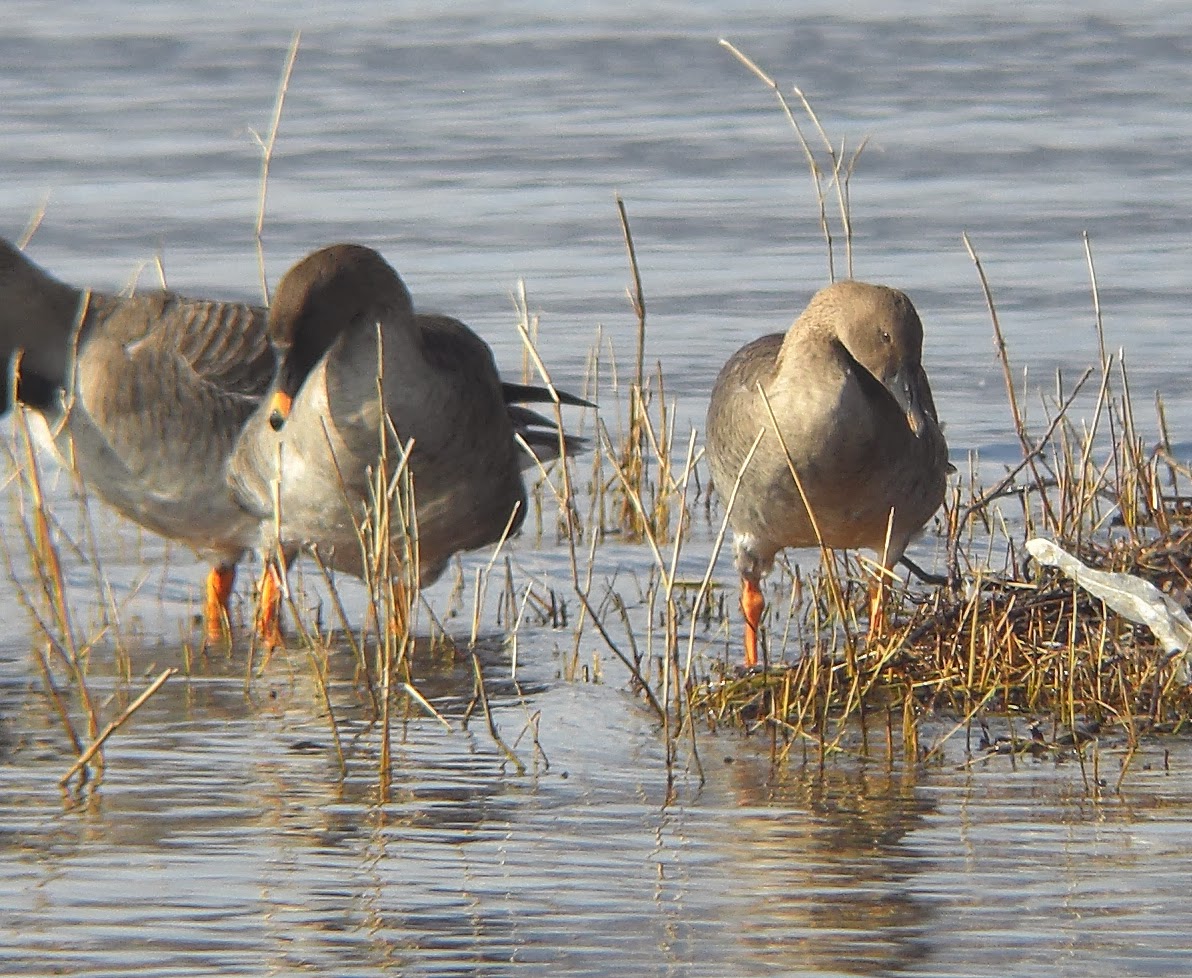 BIRDING Kyoto, Kansai and Japan Taiga (Middendorff's) Bean Goose on