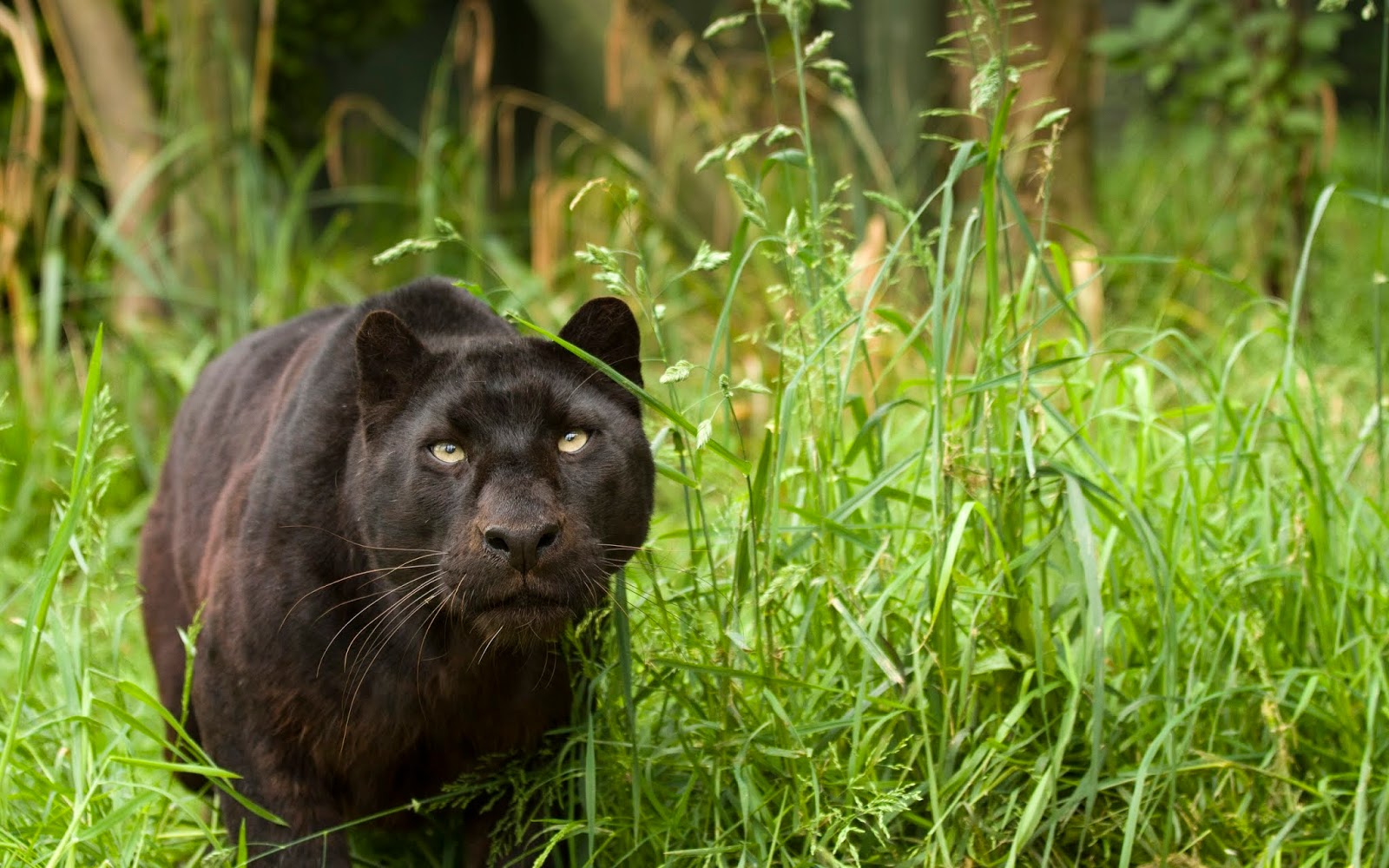 صور حيوانات رهيبة جدأ Wallpapers Animals
