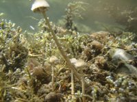THE REINDEER EXPERIENCE: DISCOVERY OF THE UNDERWATER MUSHROOMS