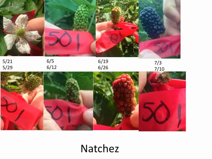 Team Rubus Blackberry flowers to fruit most fruit ripe or picked! (as