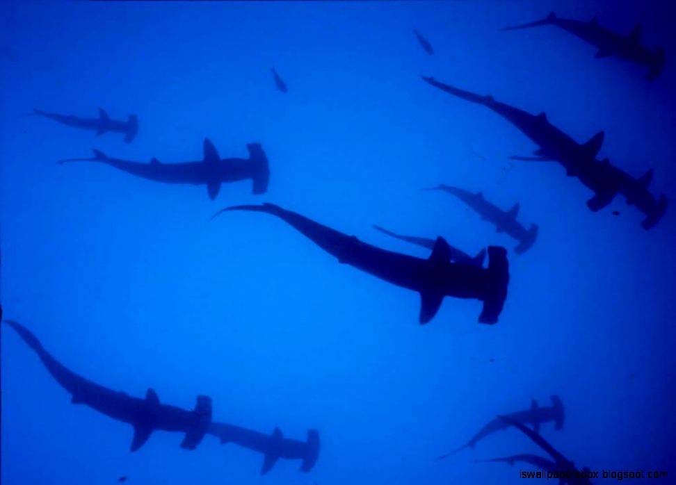 Hammerhead Sharks Wallpapers | Wallpapers Box