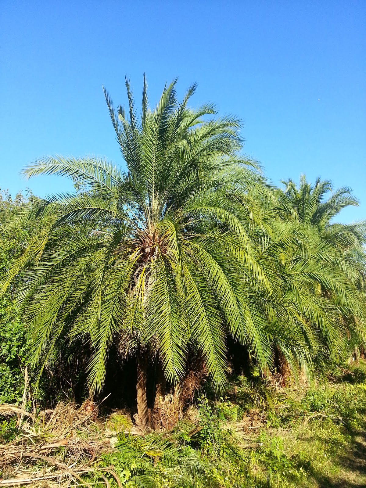A Quality Plant 1 26 14 2 A Quality Plant 1 26 14 2