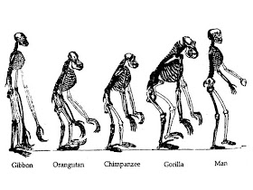 Image result for human evolution timeline