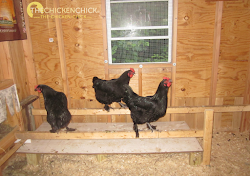 chicken poop board boards droppings coop chick door pop roosts boxes nest roost chickens happens because coops width might space