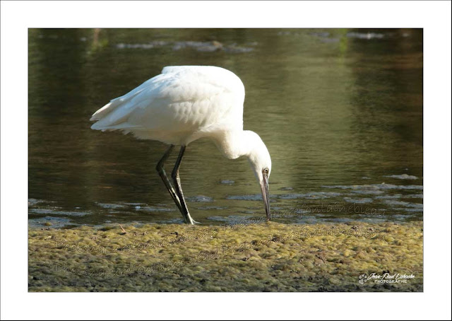 un grand échassier blanc sur le bord d ela loire  il s'agit d'une aigrette 