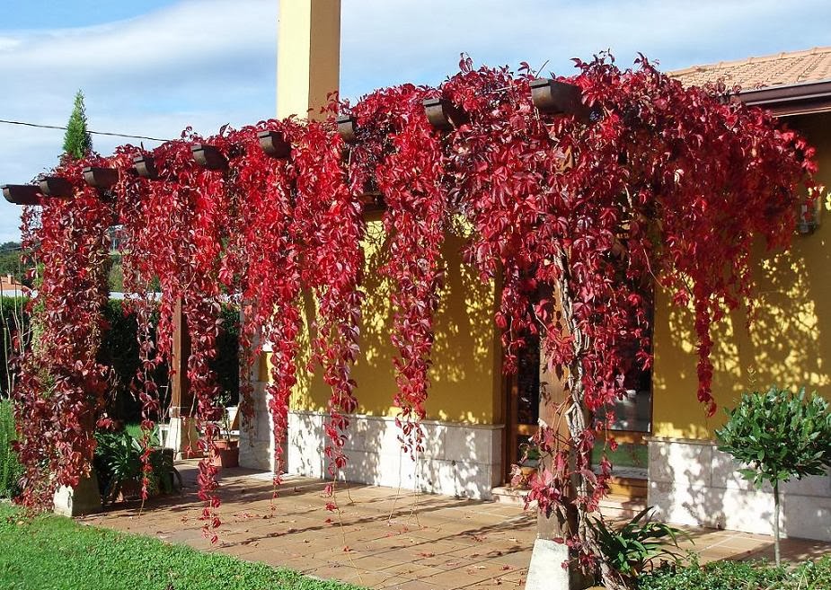 Amerikan Sarmaşığı (Ampelopsis Veitchii) Sarılıcı Tırmanıcı bitkiler Amerikan Sarmaşığı (Ampelopsis Veitchii) Sarılıcı Tırmanıcı bitkiler