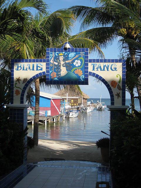 The Blue Tang Inn: What A View - San Pedro Scoop