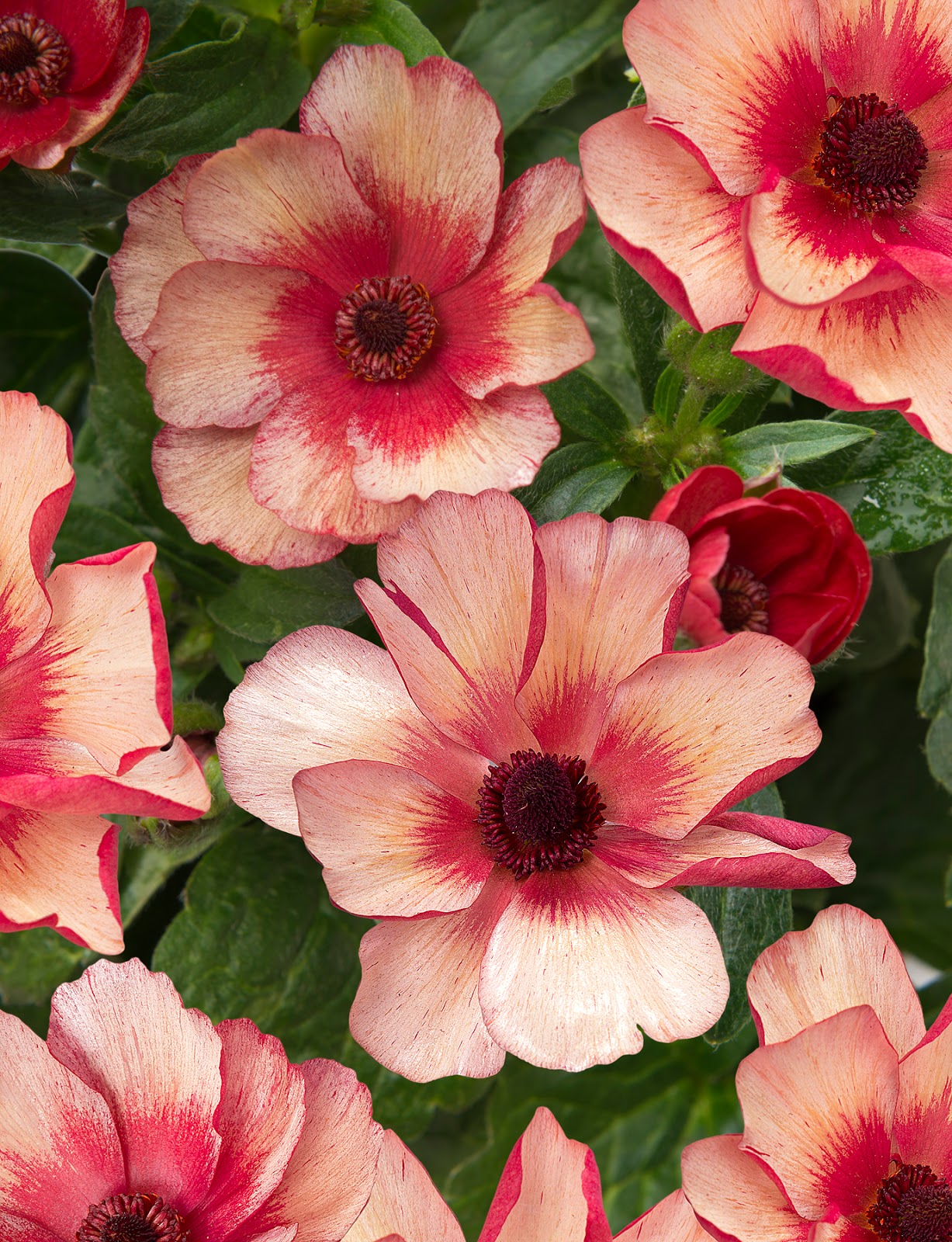 Flower Talk Butterfly Ranunculus Primer