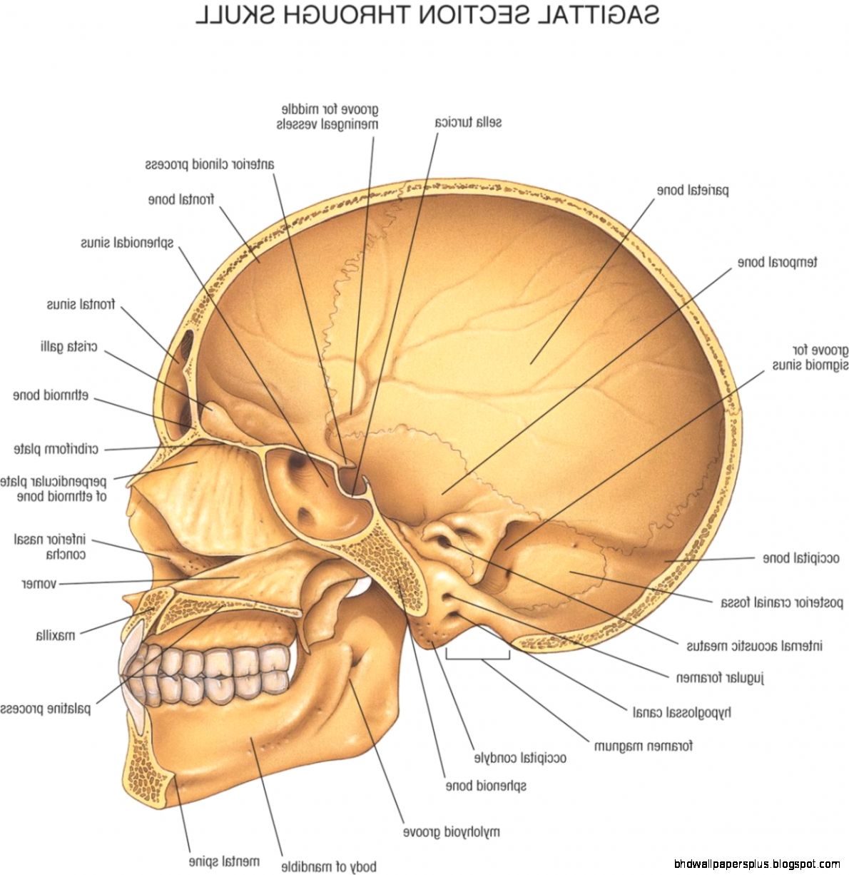 Human Skull Anatomy  LesilmcGuire